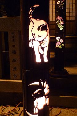 Takeyoi-neko1