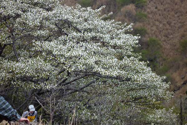 Hinoo-sakura2009