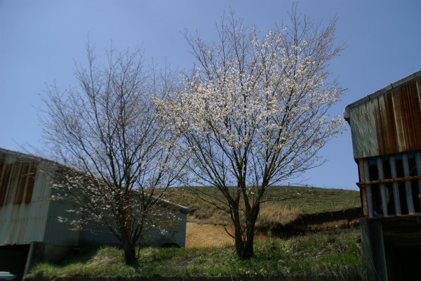 Moutani-sakura2009