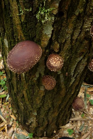 Shiitake1128b