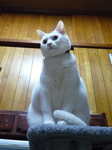 Mihari