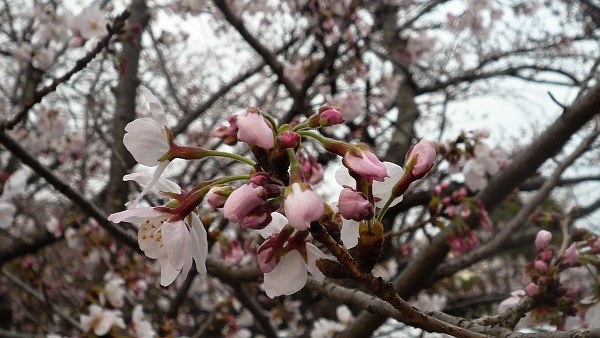 Sakura110402c