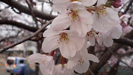 Sakura110402 Sakura110402