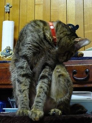 Self-grooming Self-grooming