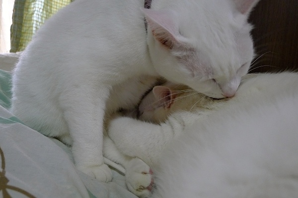 Cat110725-03