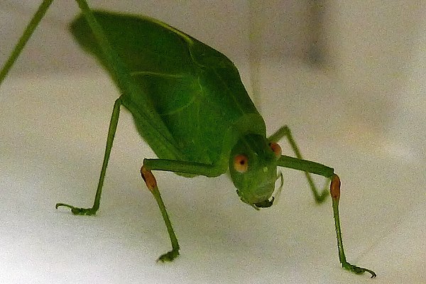 Long-horned_grasshopper2