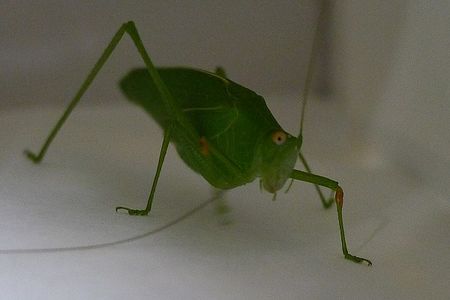 Long-horned_grasshopper6