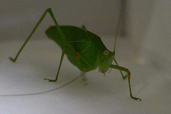 Long-horned_grasshopper6