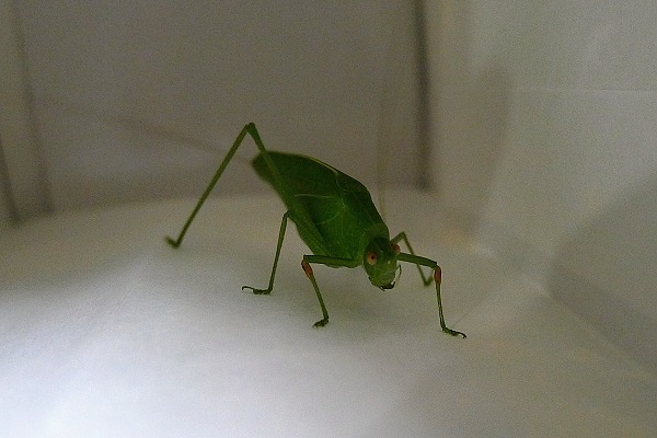 Long-horned_grasshopper1
