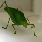 Long-horned_grasshopper5