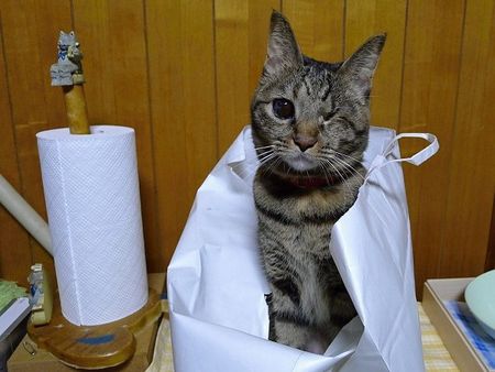 Ku-in-the-paperbag