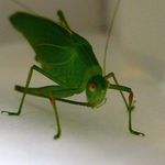 Long-horned_grasshopper3