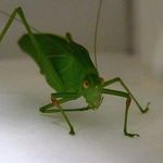 Long-horned_grasshopper4