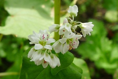 Soba-flowers0925-1