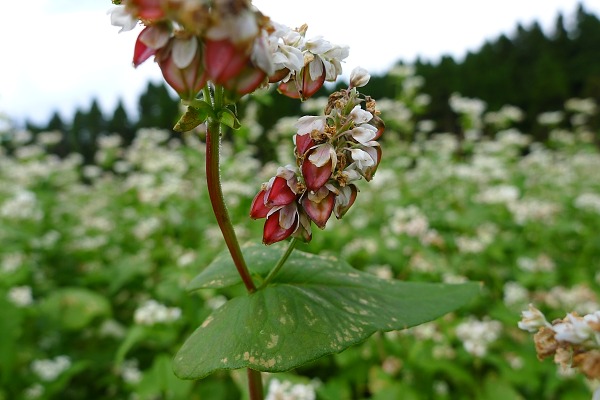 Soba-flowers0925-2