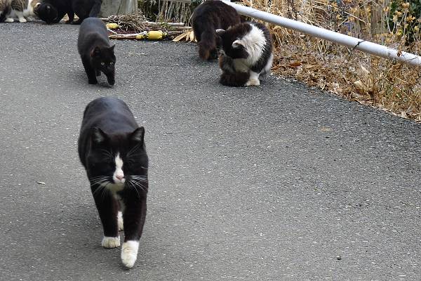 Tashirojima120318-25