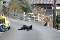 Tashirojima120318-29