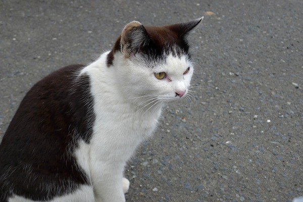 Tashirojima120318-27