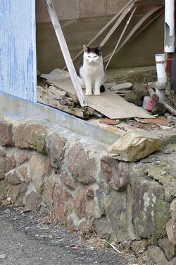 Tashirojima120318-31