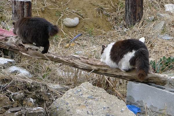 Tashirojima120318-9