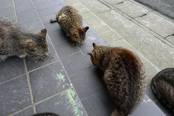 Tashirojima120318-30