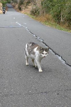 Tashirojima120318-32