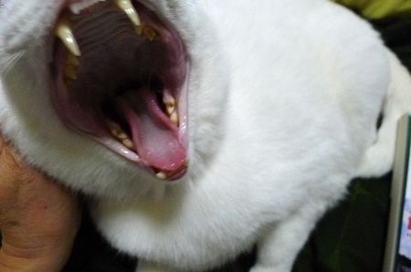 Hyakunennokoi