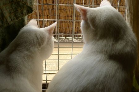 Gaze0505-6 Gaze0505-6