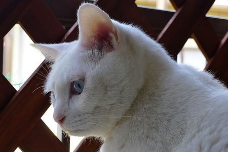 Gaze0505-2 Gaze0505-2