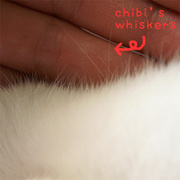 Chibiswhiskers
