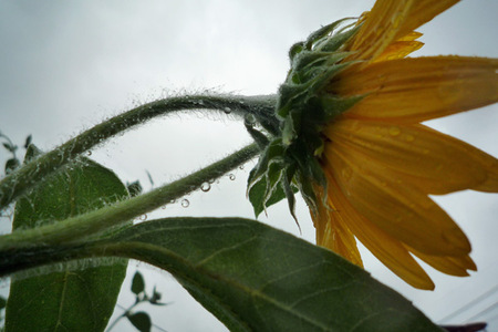 0809sunflower